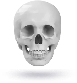 Цагаан өнгийн хүний гавлын ясны дүрслэл, нүүр өргөх мэс заслын үр дүнгийн талаарх мэдээлэлд зориулагдсан.