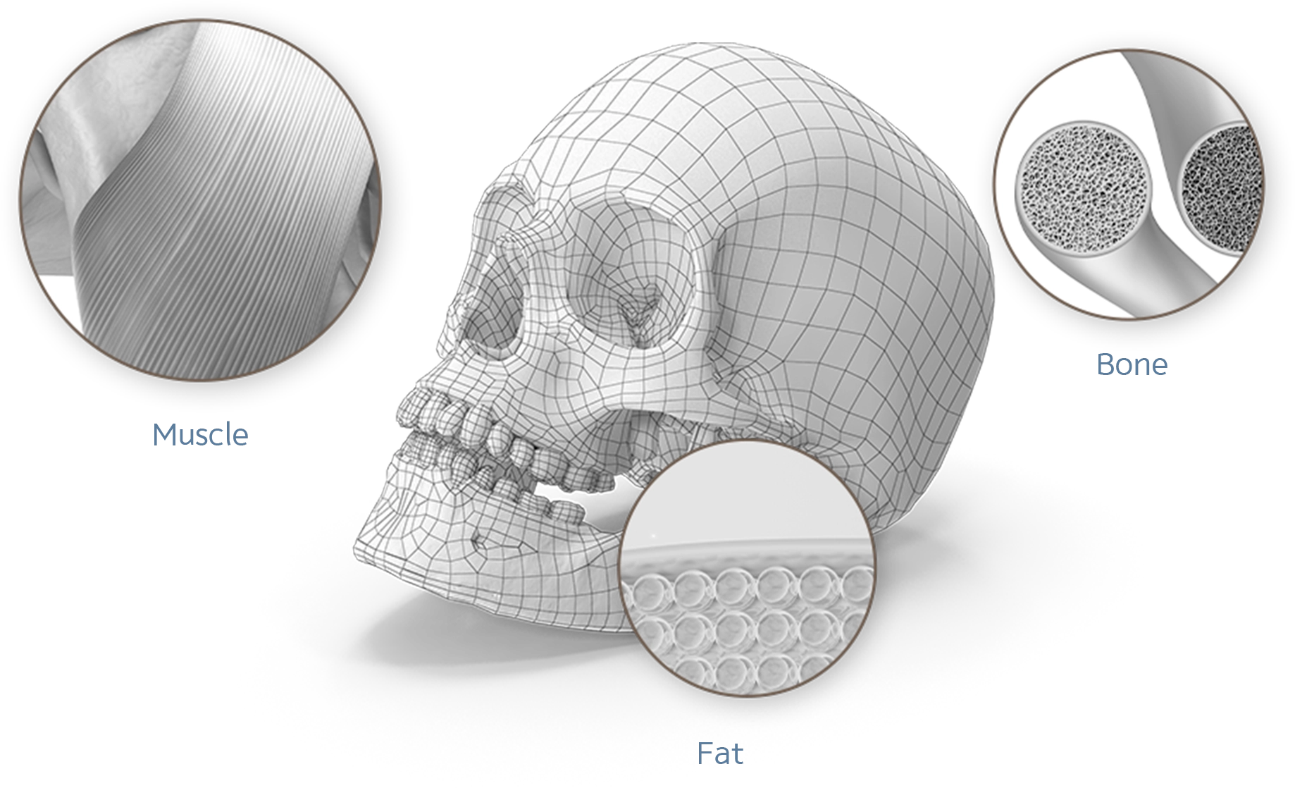 Нүүрний булчин, өөх, ясны бүтцийг харуулсан хүний гавлын ясны 3D дүрслэл, нүүр өргөх мэс заслын үр дүнгийн зураг.
