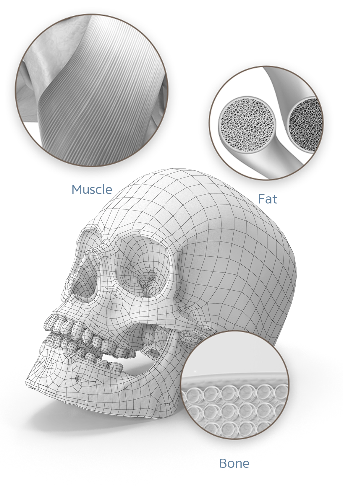 3D хүний гавлын ясны бүтэц, булчин, судас, ясны эсийн бүтэц зэргийг харуулсан дүрслэл.