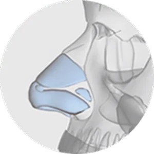 Хөндлөн харагдах хамар, хамар заслын анатомийн дүрслэл.