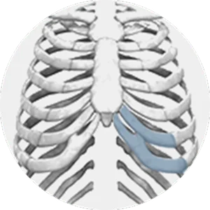 Хүний хавирганы торны зураг, хавирганы хэсгийг цэнхэр өнгөөр тодруулсан байна.