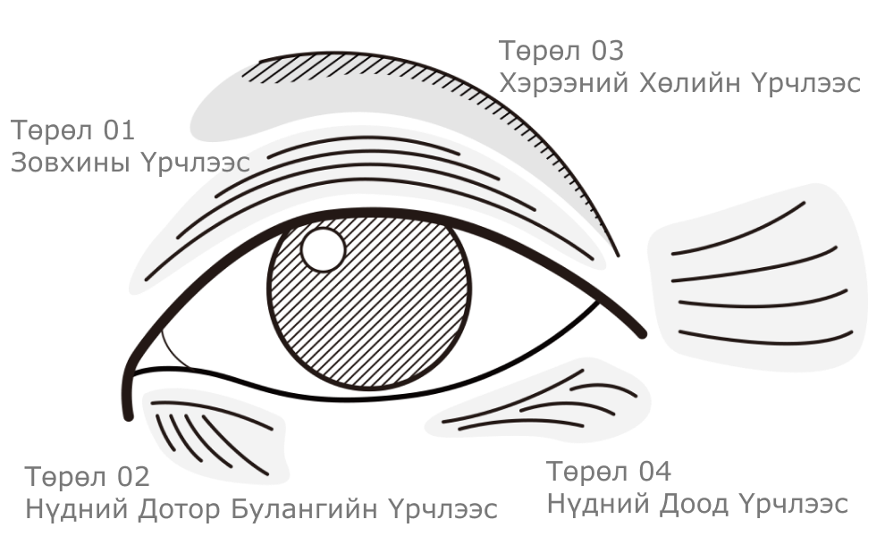 Нүдний контур зургийг харуулсан зураг. Дээд зовхины булчин, доод зовхины булчин, хөмсөгний булчин, нүдний тойрог булчинг дүрсэлсэн байна.
