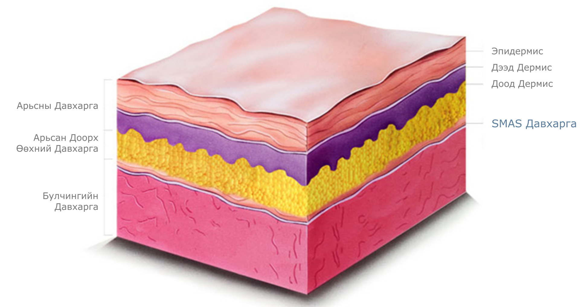 SMAS давхарга болон арьсны бүтцийг харуулсан зураг. Энэхүү график нь нүүр өргөх мэс заслын арьсны давхаргыг дүрсэлсэн байна.