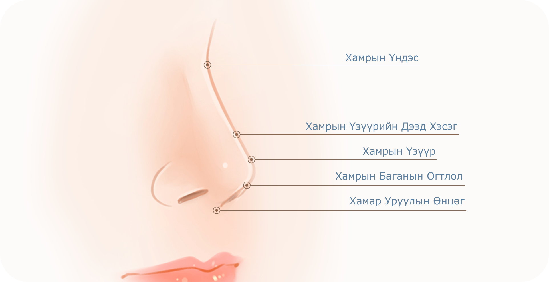 Хамар заслын зургийг харуулсан бөгөөд хамрын үндэс, үзүүрийн дээд хэсэг, үзүүр, баганын огтлол, хамар уруулын өнцгийг дүрсэлсэн байна.